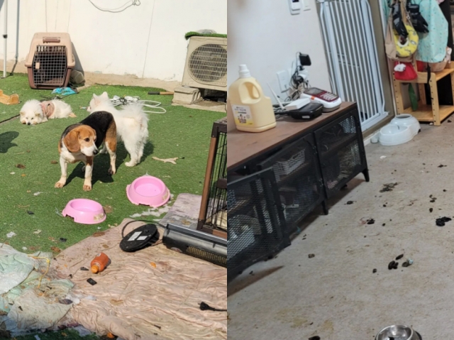 경기도 광주 곤지암읍의 한 펫숍에서 개와 고양이 수십 마리가 방치된 채 발견됐다. 동물보호단체 리버스 SNS 캡처