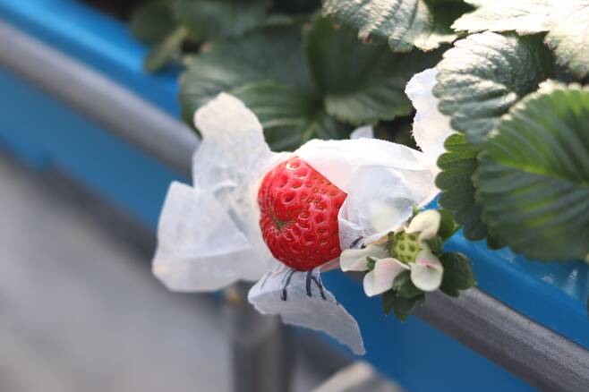 품종 개량 과정에서 열매를 맺은 딸기의 봉투가 열려있는 모습. /세종=이민아 기자