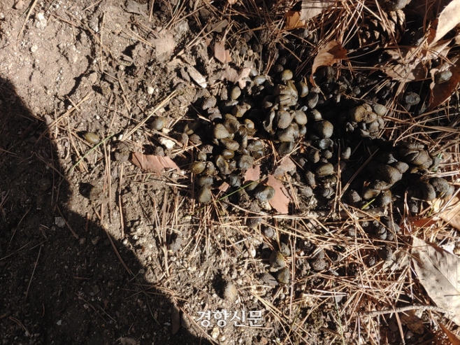 경북 울진군 두천리 산양 먹이급이대 인근에서 발견된 산양 배설물. 국립생태원 제공