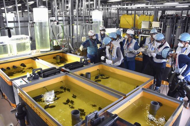 후쿠시마 오염수에서 자라는 광어 (후쿠시마 교도=연합뉴스) 도쿄전력이 작년 10월 17일 후쿠시마 제1원자력발전소에서 오염수를 희석한 물로 키우고 있는 광어를 공개하고 있다.