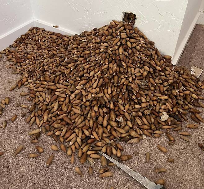 미국 캘리포니아의 한 주택 벽 안에서 딱따구리가 모아 놓은 도토리 317㎏이 발견됐다. /페이스북