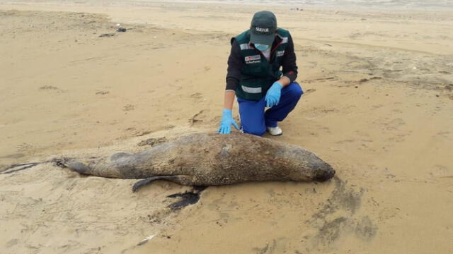 사진=야생동물서비스 관계자가 해변에서 발견된 바다사자 사체를 살펴보고 있다