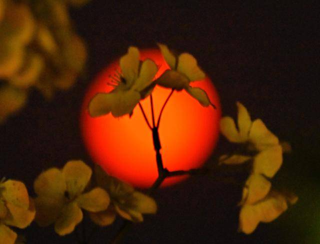 정월대보름을 하루 앞둔 지난 5일 새벽 인천 영종도 하나개 해수욕장에서 바라본 대보름달과 달빛에 생명을 얻어 은은하게 빛나는 조화가 한 폭의 수채화 같다. 왕태석 선임기자