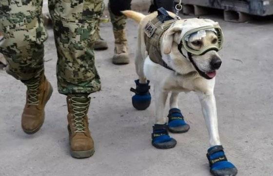 멕시코 영웅견이라 불리는 '프리다'가 고글과 부츠를 신고 수색하는 모습. 사진 BBC 캡처