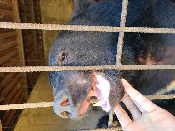곰이 입을 벌리고 있는 모습. 사진 A씨 부부 유족