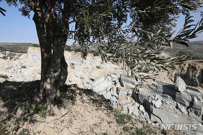 [하타이=뉴시스] 권창회 기자 = 14일 오후(현지시간) 튀르키예 하타이주 내 올리브 농장 내 올리브 나무가 지진으로 땅이 갈라져 벼랑 끝에 위태하게 서 있다. 현지 보도에 따르면 하타이 올리브 농장의 균열은 길이 약 300km, 깊이 30m, 폭 200m로 추정된다. 2023.02.14. kch0523@newsis.com