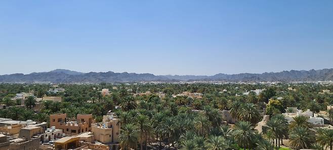 대추야자가 푸르름을 뽐낸다