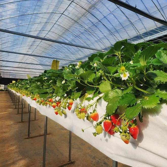 율봄식물원 딸기시즌