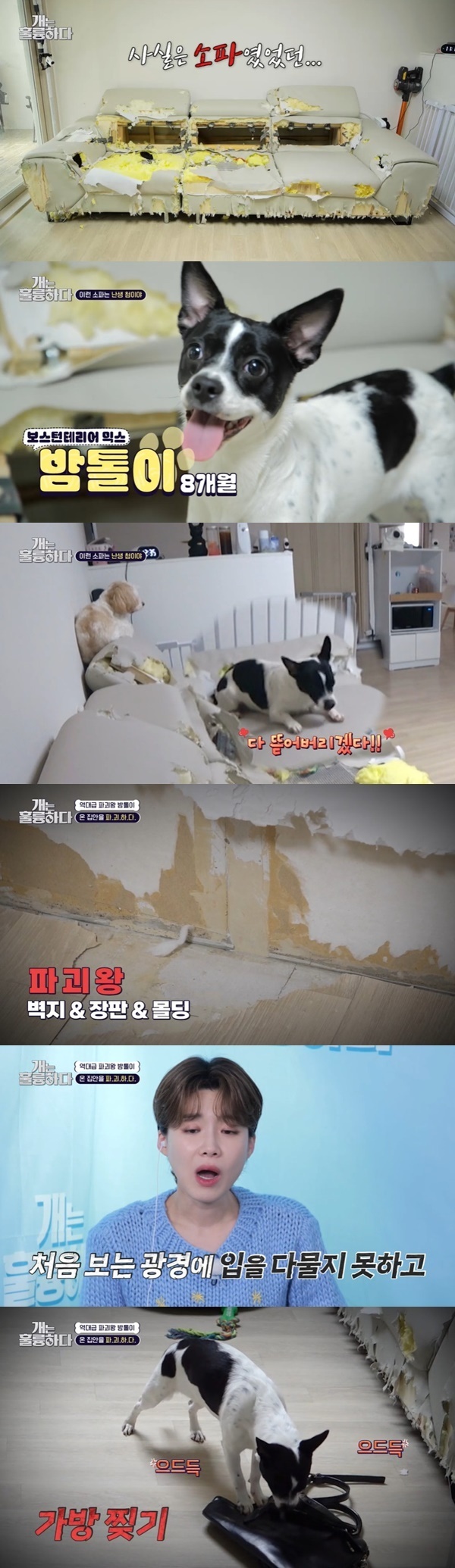 The strangest dog of all time surprised everyone.On March 6, KBS 2TV  ⁇  Dogs Are Incredible  ⁇   ⁇   ⁇   ⁇   ⁇   ⁇ .......................................Even the scorched living room and the hideously torn wallpaper suggested the seriousness of the problem: the once-Sofa was in the living room, and the Guardian was the first to see the inside of  ⁇ Sofa.This is what it looks like. Ive never thought about it before.Kang Hyung-wook responded that it was strange, and Lee Kyung-gyu said that it would be absurd at the company that sold Sofa.Jang Doyeon said, I do not think I can recognize Sofa in the company that sold Sofa. I do not have life in Sofa, but I was sick and I was saddened.The Guardian likes to rip off the Boston Terrier Mix (8 months). I could have sat there a few days ago, but there is only one here.I think I should write it as a real backrest, and Sofa said that it is disappearing day by day.The Guardian bought all the toys, saying that they do not play with them, but they have red and blue threads on their bowels.I bought the stairs, but when I ate the stairs, when I reached the chair, I ate the chair, and when I ate the rice and tried to clean it, I explained that there was no garbage.There is no problem with the health of the chestnut. The Guardian said that he went to the hospital and said that there was no problem because of his digestive ability.When the production team suggested a way to clean up the house, the Guardian replied, There is nothing more to clean up now.The Guardian rescued a kid from a dog farm and gave him temporary protection at first.The house was broken and I ran away, he said. I did not go under the sink and it was really bad. Guardian adopted a chestnut at the dog center for the sake.The problem of separation anxiety as well as grotesque eating was heard from the 11th floor to the 1st floor because the Guardian did not stop howling when he was away.Kang Hyung-wook is a life that needs to be exercised. There is a child who needs to keep something in his mouth and needs to be torn, he suggested as one of the problem-solving methods.