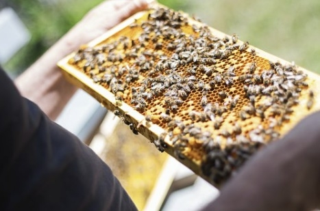 농림축산식품부는 22일 꿀벌 폐사 피해의 주요 원인이 기후 변화 때문이 아니라 방제제에 내성을 지닌 응애가 주요 원인이라고 지목했다. 양봉 자료사진. 픽사베이
