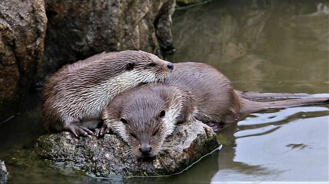 지난 2월 화천 한국수달연구센터에서 촬영된 수달. 족제비과 동물 중에서 물에서 생활하는 대표적인 종으로 하천과 호수의 깃대종이다. 한국수달연구센터 제공