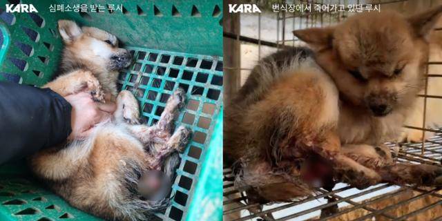 경기 연천군 한 번식장에서 발견된 모견 '루시'는 자궁이 몸 밖으로 튀어나온 채 방치돼 있었다. 카라 활동가들이 심폐소생술을 시도했지만, 루시는 끝내 목숨을 거두고 말았다. 동물권행동 카라 제공