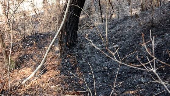 합천 산불 발생 이튿날인 9일 경남 합천군 합천읍 장계리 야산에 있는 나무가 불에 타 시커멓게 그을려 있다. 산림청은 화재 발생 20시간 만인 이날 오전 10시께 주불 진화를 마쳤다. 연합뉴스