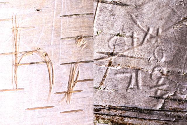 영어(왼쪽)와 맥락을 알 수 없는 단어(오른쪽)도 나무에 깊게 새겨져 있다.