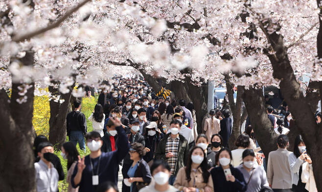 2020년 4월 8일 여의도 벚꽃길(여의서로) 개방을 하루 앞둔 오후 교통 통제된 서울 여의서로 벚꽃길에서 시민들이 걸어가고 있다. 연합뉴스