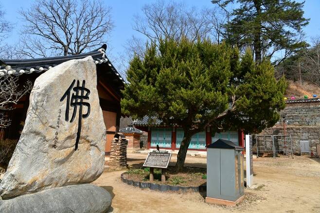 김구 선생 기념비와 향나무