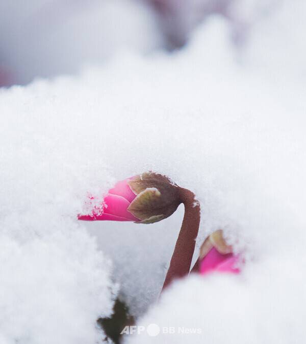 사진제공=ⓒAFPBBNews = News1