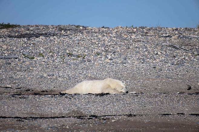 북극곰 한 마리가 2022년 8월 8일 캐나다 허드슨만 인근 도시 처칠의 해안가에서 해조류를 먹은 뒤 낮잠을 자고 있다. AFP연합뉴스