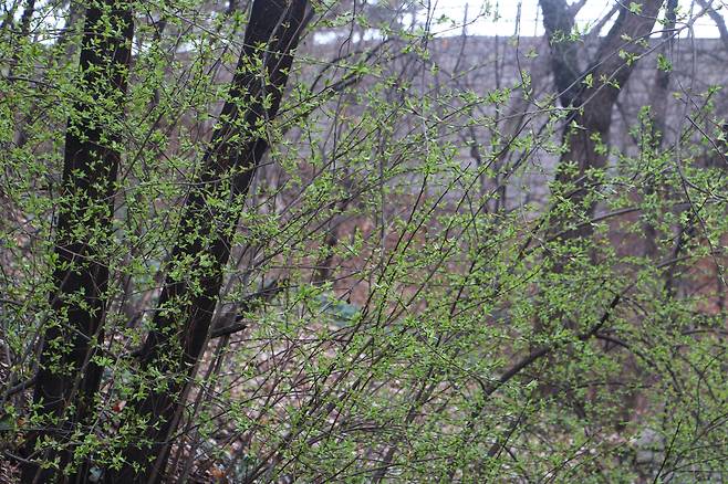 초봄 연두빛 숲. 귀룽나무 새잎이다.