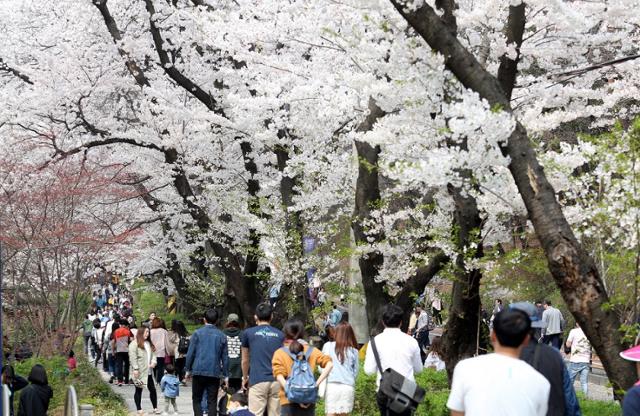 도민들이 경기도청 벚꽃축제를 즐기고 있다. 경기도 제공