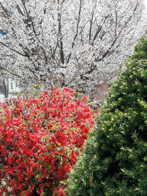 용산 무궁화동산 붉은 울음 토해내는 명자나무꽃과 하얀 벚꽃, 푸른 주목이 적·백·녹색으로 어우러진 풍경. 2019년 4월15일 촬영