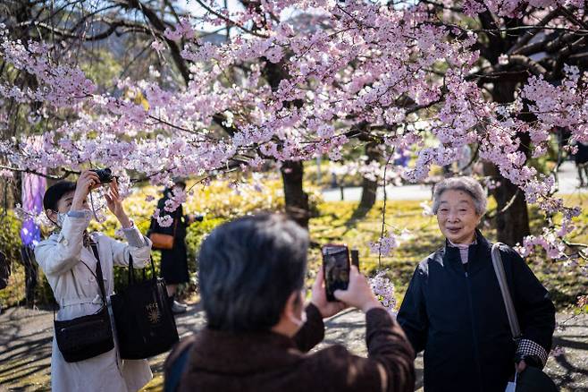 지난 19일 시민들이 도쿄 벚꽃나무에서 사진을 찍고 있다. (사진=AFP)
