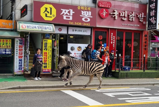 23일 서울 광진구 어린이대공원에서 탈출한 얼룩말이 주택가를 돌아다니고 있다. 독자 제공