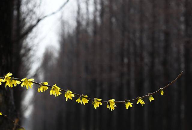 무채색의 메타세쿼이아 나무 사이로 살짝 삐져나온 개나리의 모습은 봄나들이를 떠나는 수줍음 많은 봄 처녀를 닮았다.