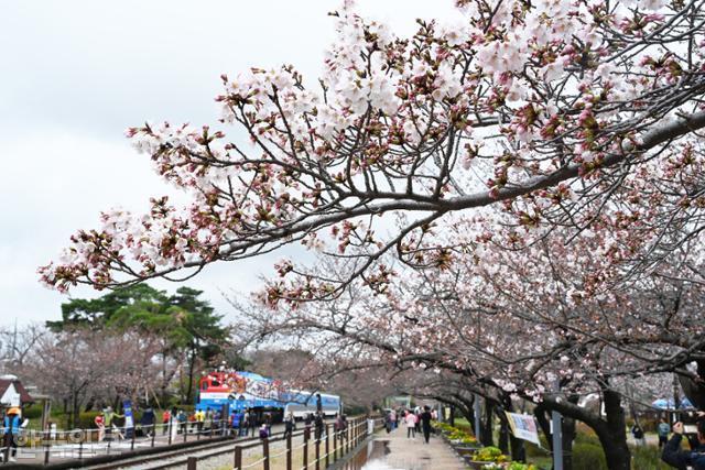 경화역공원은 여좌천과 함께 진해의 대표적인 벚꽃 명소로 꼽힌다. 지난 23일 막 개화가 시작된 모습.