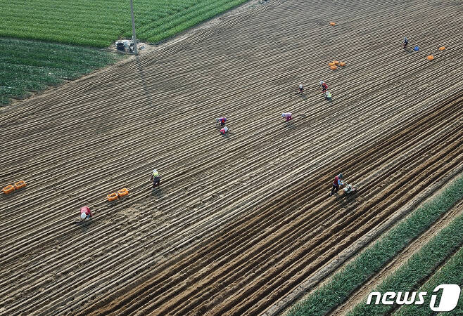 대구 달성군 구지면 들녘에서 봄을 맞아 농사를 준비하는 농민들이 약용작물인 참마를 심고 있다.(사진은 기사와 관계없음) 2023.3.30/뉴스1 ⓒ News1 공정식 기자