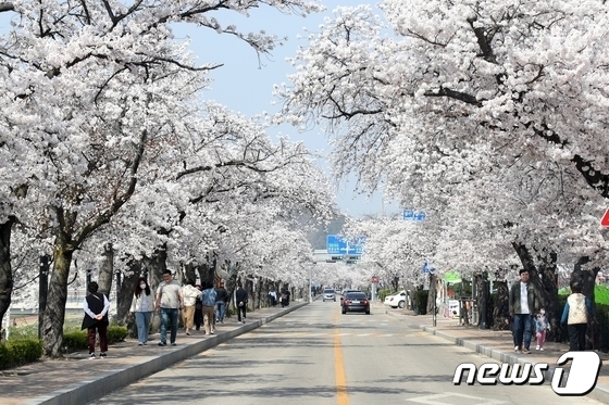 전북 정읍의 대표적인 벚꽃 명소인 정읍천 일대에 벚꽃이 절정을 이루고 있다.(정읍시 제공)2023.4.1/뉴스1