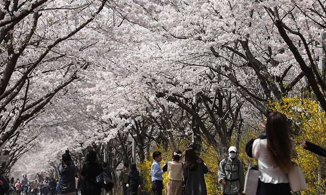 31일 서울 송파구 성내천 인근에서 시민들이 만개한 벚꽃을 느끼며 거닐고 있다. 뉴시스
