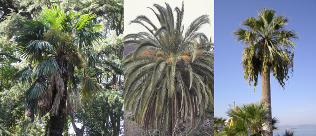 국내에서 기르는 야자수 세 종류. 중국 원산의 종려나무(왼쪽), 아프리카 카나리섬이 고향인 카나리아야자(가운데), 미국 남서부 지방이 고향인 워싱턴야자(오른쪽). 사진출처 Plants Of the World Online