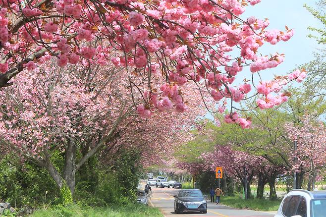 16일 제주시 오라동의 한 도롯가에 겹벚꽃이 활짝 피어 눈길을 사로잡고 있다. /연합뉴스