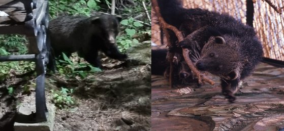 팔공산 등산로에서 한 시민이 24일 목격해 촬영했다고 제공한 새끼 곰 사진(왼쪽). 얼굴이 원통 모양이고 주둥이가 뭉툭한 오소리(오른쪽). 팔공산자연공원관리사무소 제공