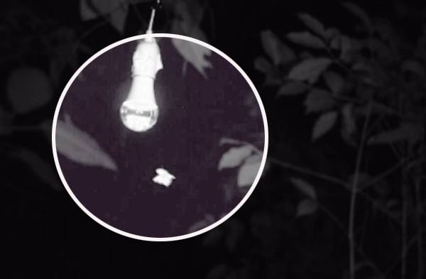 곤충이 밝은 빛을 내는 전구 주변을 날고 있다. 바이오Rxiv 캡처