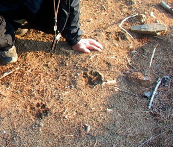 ▲ 지난 2004년 5월 강원 동해시 백두대간 두타산~상월산 일대에서 표범으로 추정되는 발자국이 일렬로 6개 이상 이어져 있는 모습. 사진제공=김흥우 사진작가