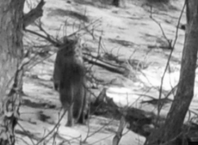 ▲ 지난 2012년 12월 강원 동해시 백두대간 두타산~상월산 일대에 생태조사를 위해 김흥우 사진작가가 사비로 설치한 필름 무인센터 카메라에 표범 또는 삵으로 추정되는 맹수의 뒷모습이 포착됐다.사진제공=김흥우 사진작가