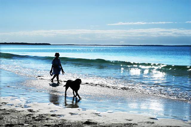 시드니 남부 숄헤이븐의 저비스베이는 잘 보존된 자연환경을 활용한 해양 레저 천국이다. 인적 드문 해변에서 주민이 반려견과 산책을 즐기고 있다.