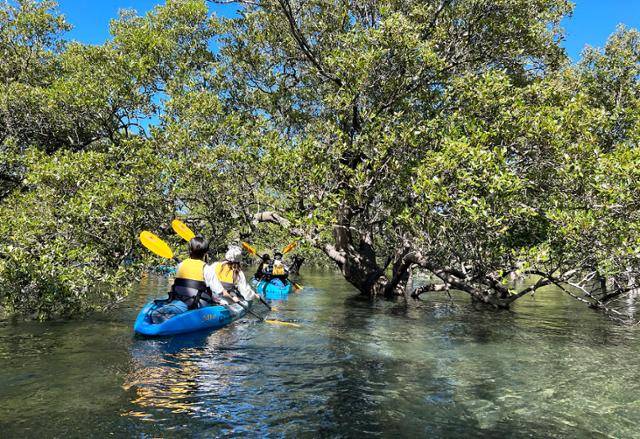 저비스베이 카약 투어는 바다 위 맹그로브숲으로 노를 젓는 특별한 경험을 선사한다.