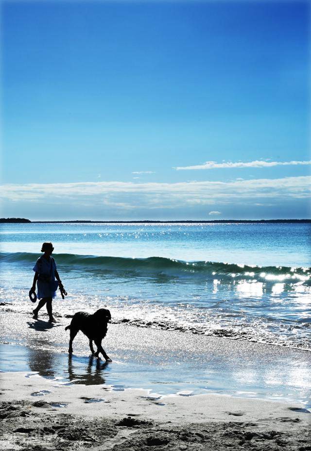 저비스베이의 한적한 해변에서 주민이 반려견과 한가롭게 산책을 즐기고 있다.