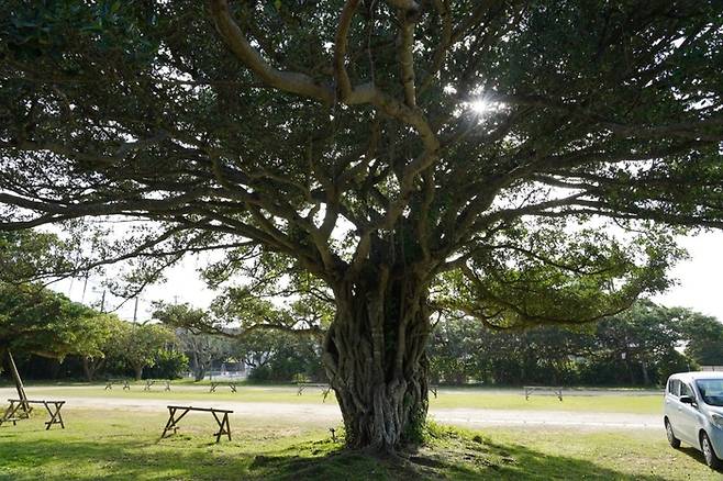 오키나와 남부 강가라 계곡 입구 근처 나무. /사진= 강예신 여행+ 기자