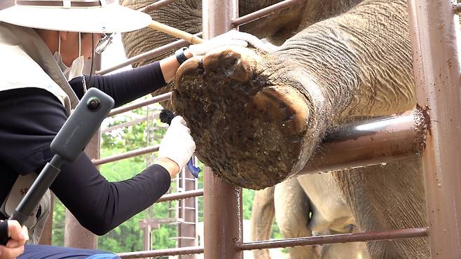 서울대공원 코끼리전담반은 매일 코끼리 발 관리를 하고 있다.이세영PD