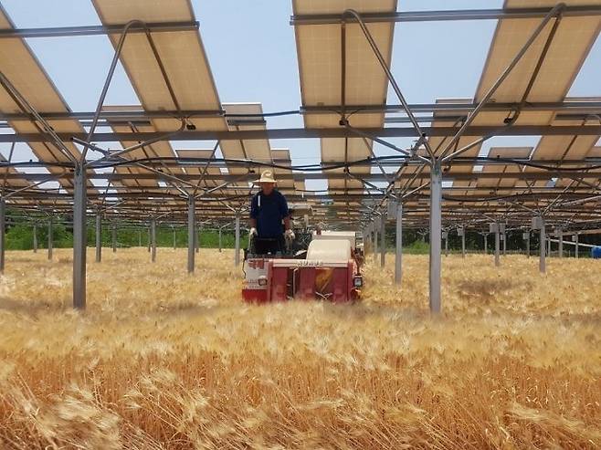 영농형 태양광이 설치된 농지에서 농민이 트랙터를 운전하고 있다/사진제공=한화큐셀