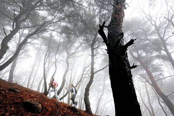 진강산 가릉에서 정상으로 이어진 능선길. 원래 찾는 이가 적은 산인데, 날씨까지 흐려 산이 무척 고요했다. 산행은 몽환적이었고, 휴식과 진배없었다.