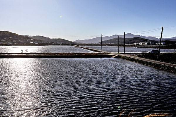 강화도는 쌀이 유명한데 그만큼 논이 많았다. 모를 심기 전 물을 채운 논이 오후의 햇살에 빛난다.