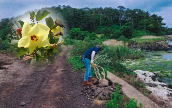 지난해 6월 서귀포시 식산봉 인근 황근 식재 현장(사진 성산읍 제공)