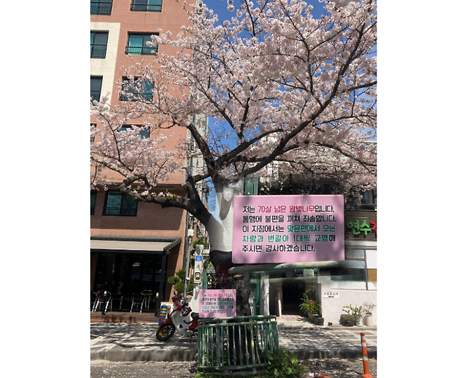 제주시 전농로에 있는 벚나무