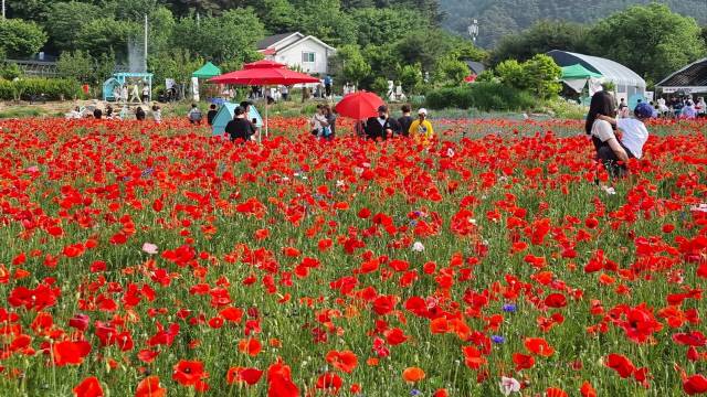 ▲ 제16회 용수골꽃양귀비축제가 열리고 있는 지난 주말 3만3000㎡ 규모의 꽃밭에 붉은 꽃양귀비는 물론 캘리포니아 양귀비, 수레국화, 알리움 등 다양한 꽃이 만개해 장관을 이루고 있다.