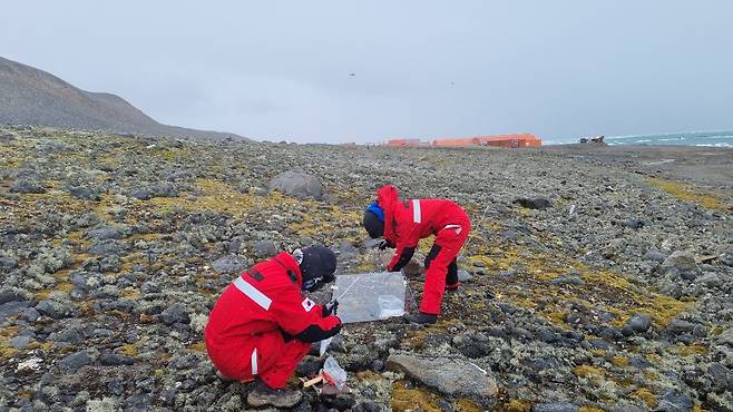 남극 개미자리 생태 조사를 하고 있는 세종과학기지 연구대원들